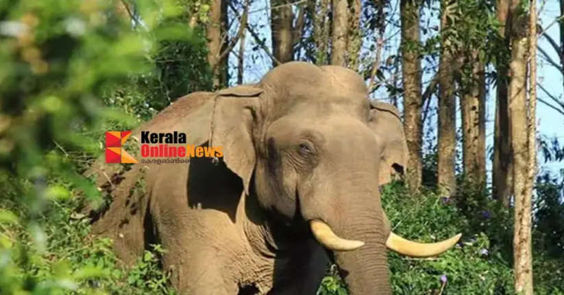 Kanhangad Ranipuram Kundu Church is sheltered by wild elephants; Widespread crop damage