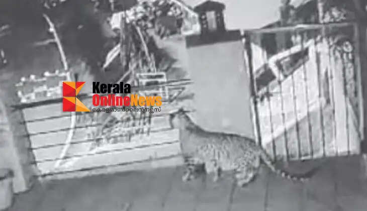 The tiger boarded the home stay in Thrissur Valparai