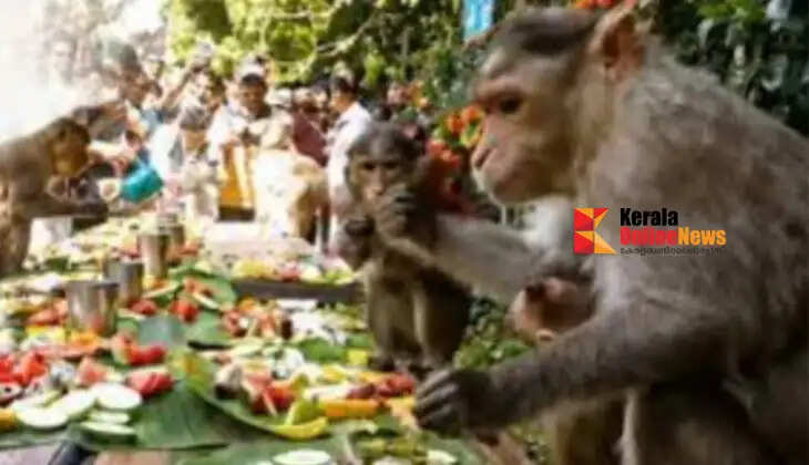 A local collective has once again arranged an Onam feast for the monkeys at the Idayilakkad sacred grove.