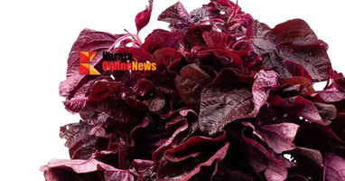 redspinach