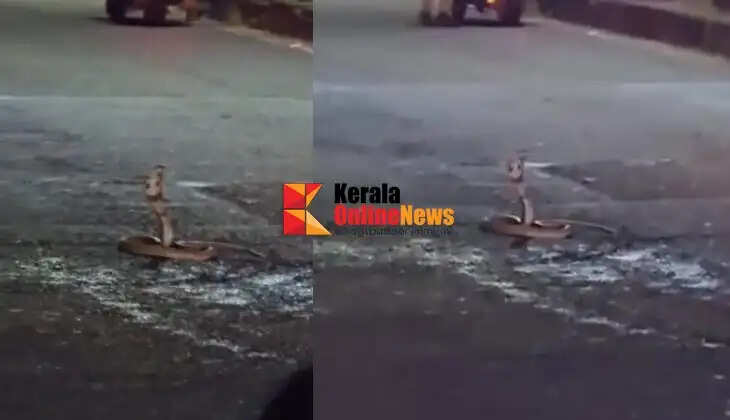 Cobra spreads its hood in the middle of the road at Tavakkara; traffic in Kannur city comes to a standstill.
