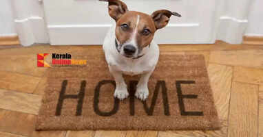 A license has been made mandatory to raise dogs in Kannur Corporation