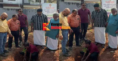 Extensive preparation of cashew seedlings