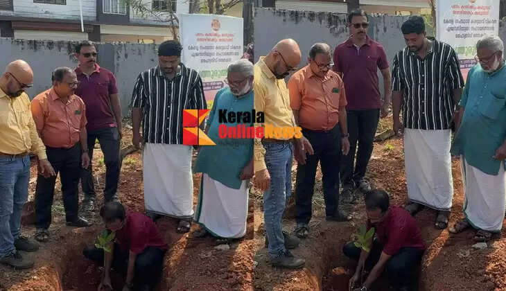 Extensive preparation of cashew seedlings