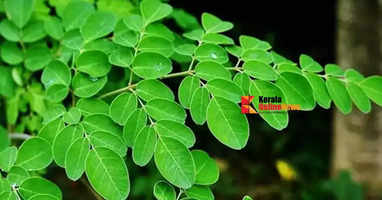 Coriander leaves