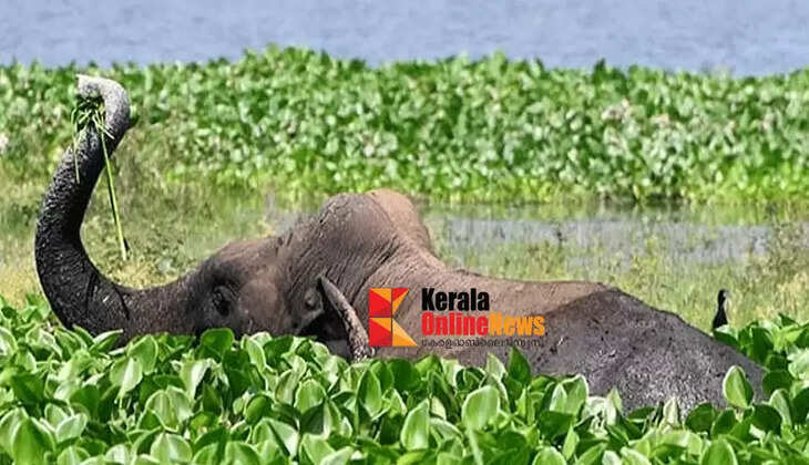 Forest watcher dies tragically after being attacked while chasing a wild elephant that had entered a residential area