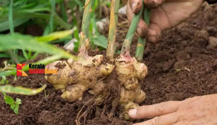 easily grow ginger
