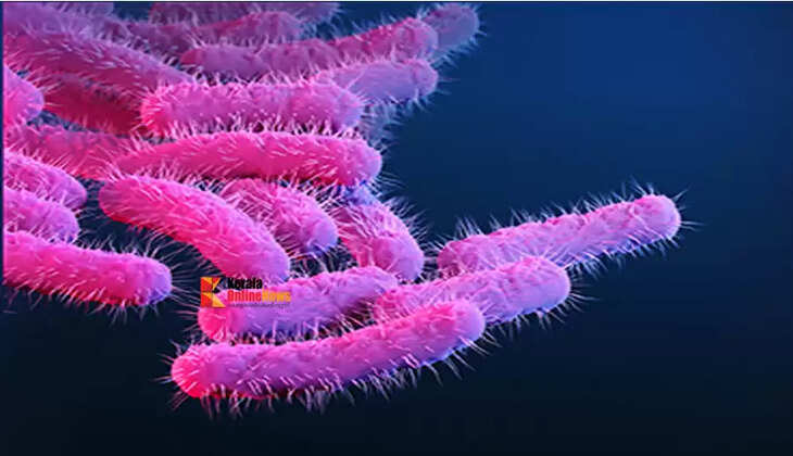 shigella