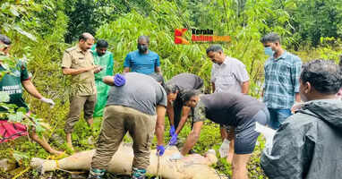 Body of baby elephant found floating in river in Kannur's Edavaram