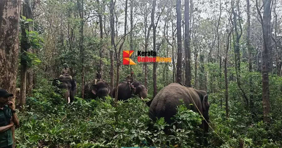 palakkad Dhoni elephant is now a good move