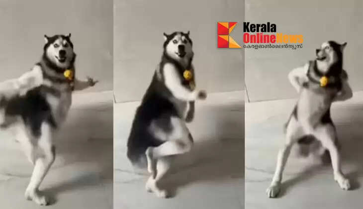 The star-eyed girl at the Kumbh Mela, the 'chullan collector' who took social media by storm during the Samadhi controversy, bun mask and husky dance; Trends that weighed on social media in 2025