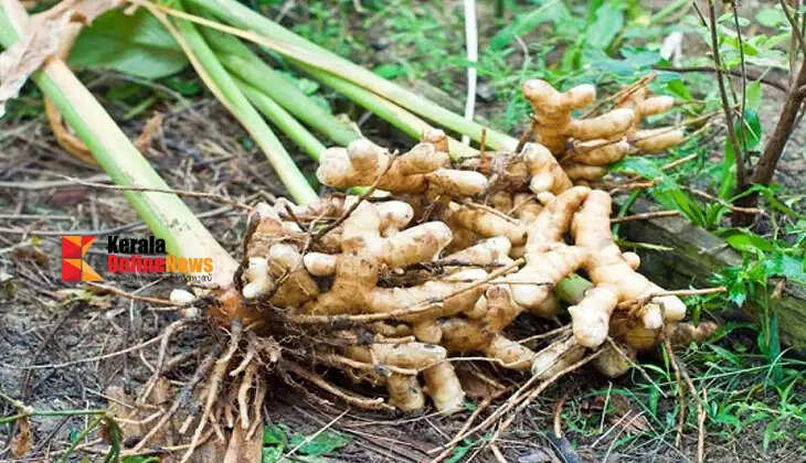 grow ginger