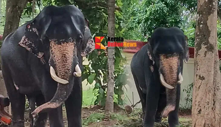 The dehorning is delayed..! Srivallabha Dasan Thiruvalla Jayarajan is in a difficult time.