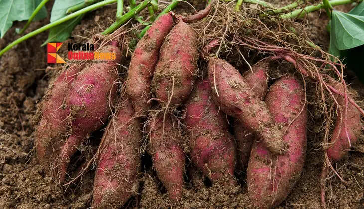 sweetpotato