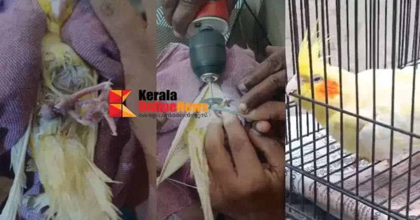 Firefighters cut off steel ring stuck in pet parrot's leg in Thiruvalla
