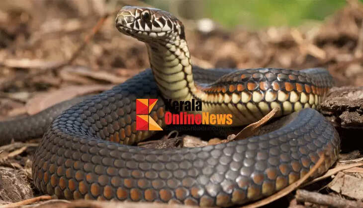 Beware of snakes; here's how to treat them without fear