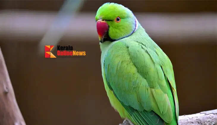 &lsquo;Parrot is also a wild animal&rsquo;; Bombay High Court asks Maharashtra government to compensate farmer for destroying pomegranate trees