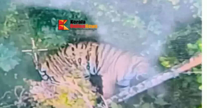 tiger