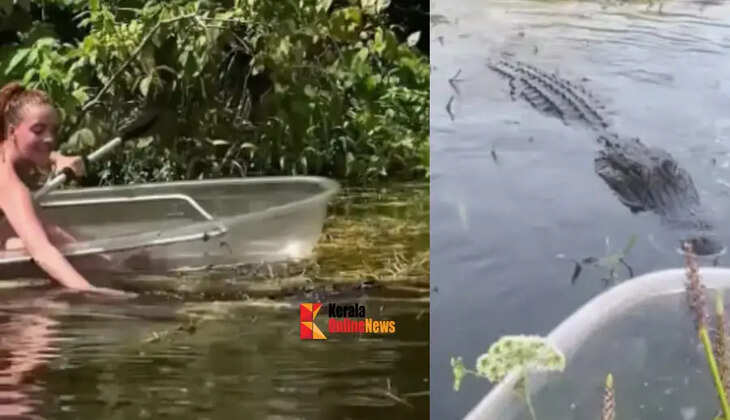 crocodile
