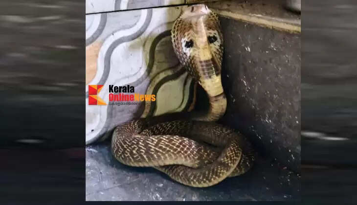 Cobra caught in kitchen at Pattuvath, Kannur