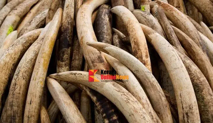 Seven-member gang arrested in Malappuram with 3.5 kg of elephant tusks.