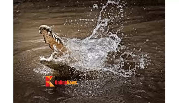 crocodile