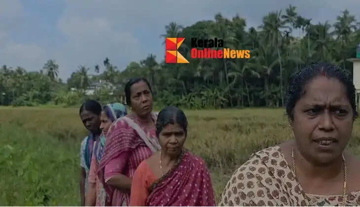 Rampage by a herd of wild boars; acres of paddy crops destroyed.
