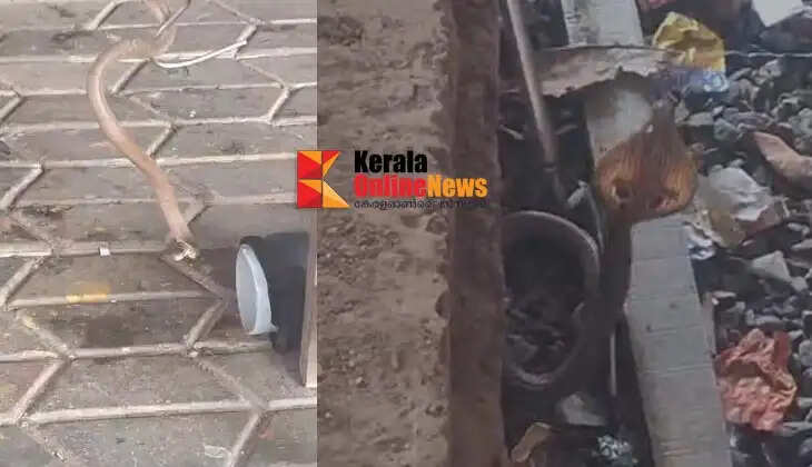 A cobra that entered the premises of a private school in Thottada was captured.