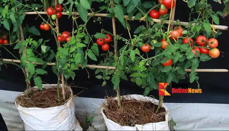 Do you cultivate in grow bags? This is how you can fertilize