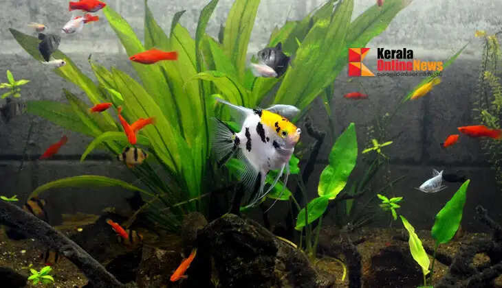 Ornamental fish farming 
