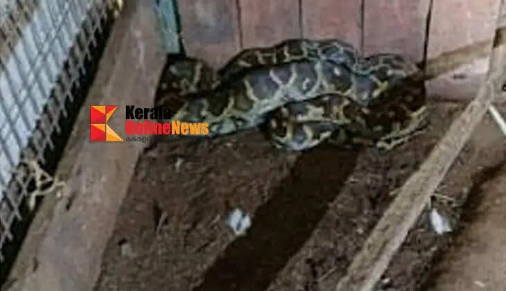 A python that entered a chicken coop in Taliparamba was captured.