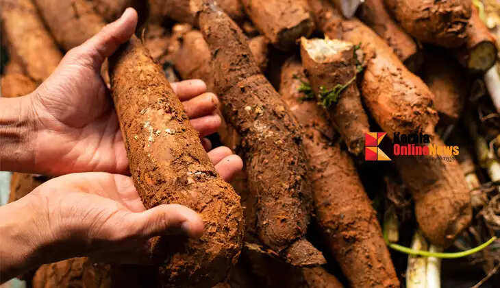 Pay attention to these points to make cassava cultivation profitable