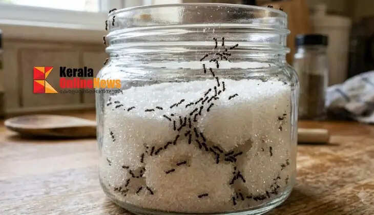 Sugar bowl and ants