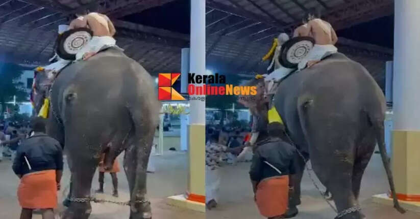 The forest department has returned the injured elephant brought for a procession to the Sundareswara temple in Thalappu to Palakkad.