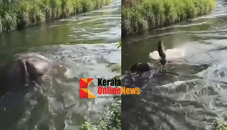 Chillikomban drowned; Tamil Nadu forest authorities reject suicide claim