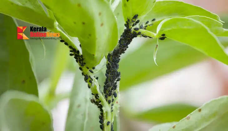 Be alert to pest infestations; monitoring must be intensified to protect vegetable crops.