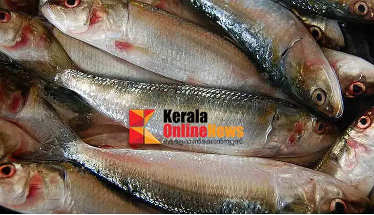El Nino to become stronger; Sardine availability likely to decrease in Kerala, prices to soar