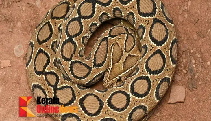 snake
