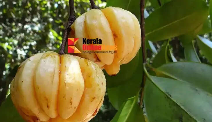 Garciniacambogia