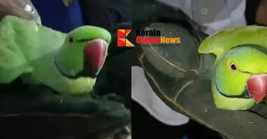 The forest department has fined the homeowner who brought a parrot found in the field home and raised it in a cage.