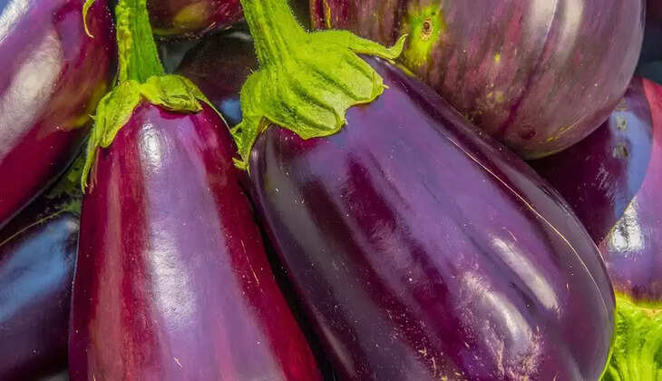 brinjal