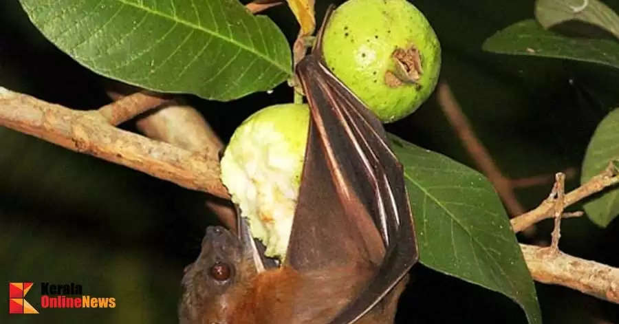 The Fruit Bat Project A public participation bat research project