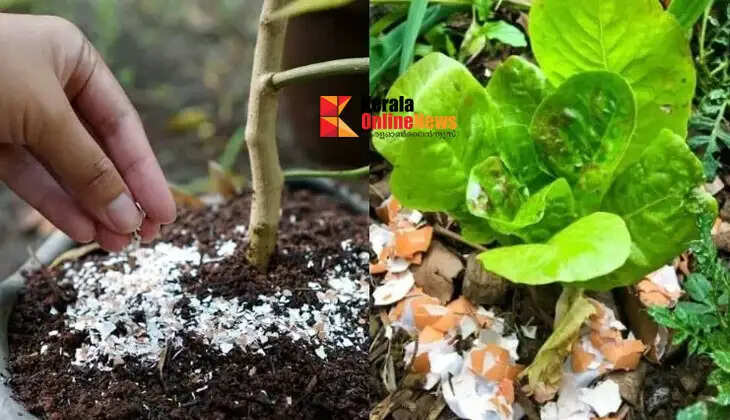 eggshells