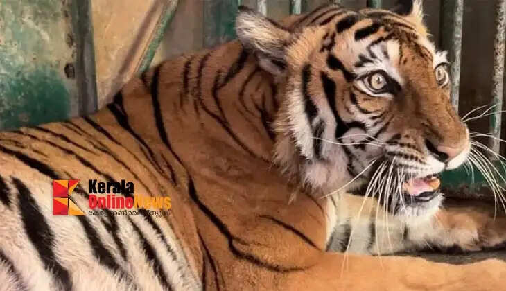 Bengal tiger at Thiruvananthapuram Zoo diagnosed with cancer; chemotherapy started.