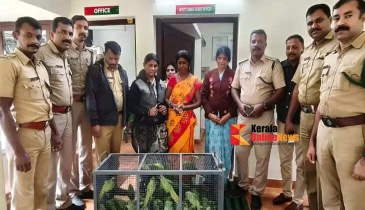 Three Tamil Nadu natives arrested for transporting parrots in bulk from Pollachi and selling them