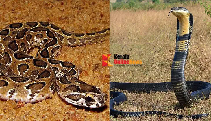 From cobra to water scorpion... which one is more dangerous? Things to know