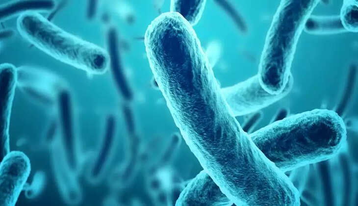 bacteria