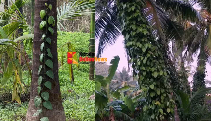 Are you growing pepper in coconut trees? If so, you should know this.