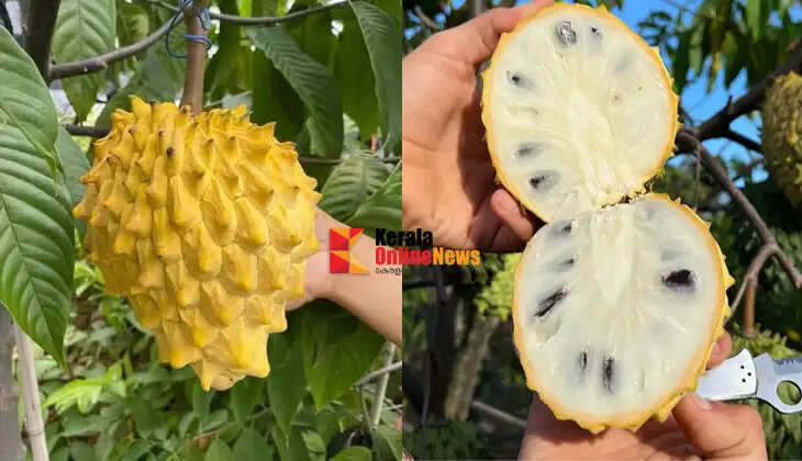 Rollinia