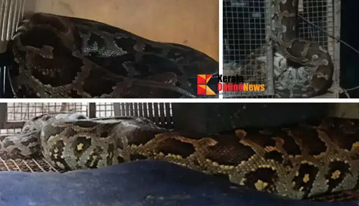 Giant python swallows pet cat in Kozhikode
